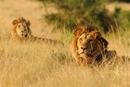 WCS Supports U.S. Government Actions to Protect Lions